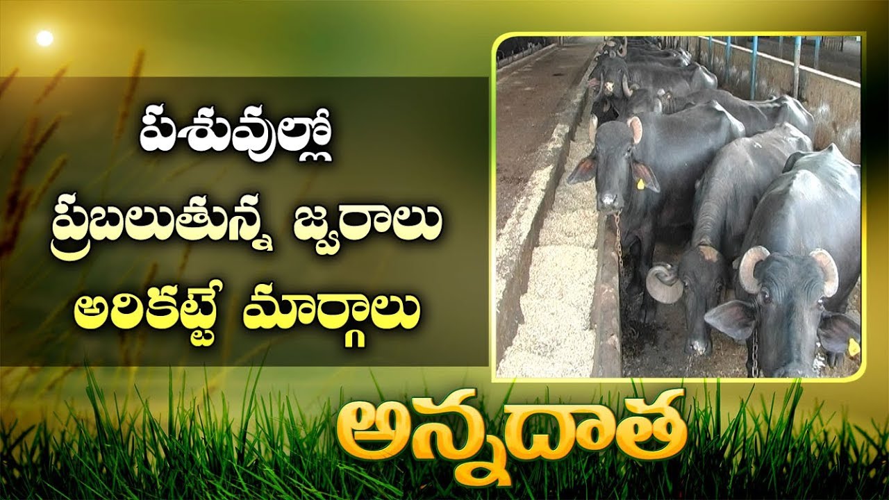 Fever Prevalance | In Cattle Care | Prevention