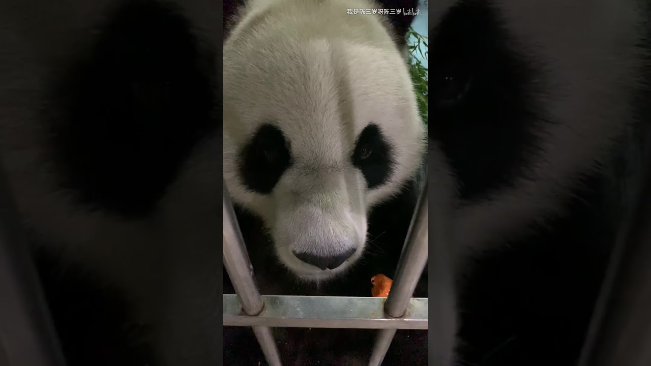 Panda Jin Hu-He proved himself to be a coward!don ' t like rain or storms , and least of all thunder