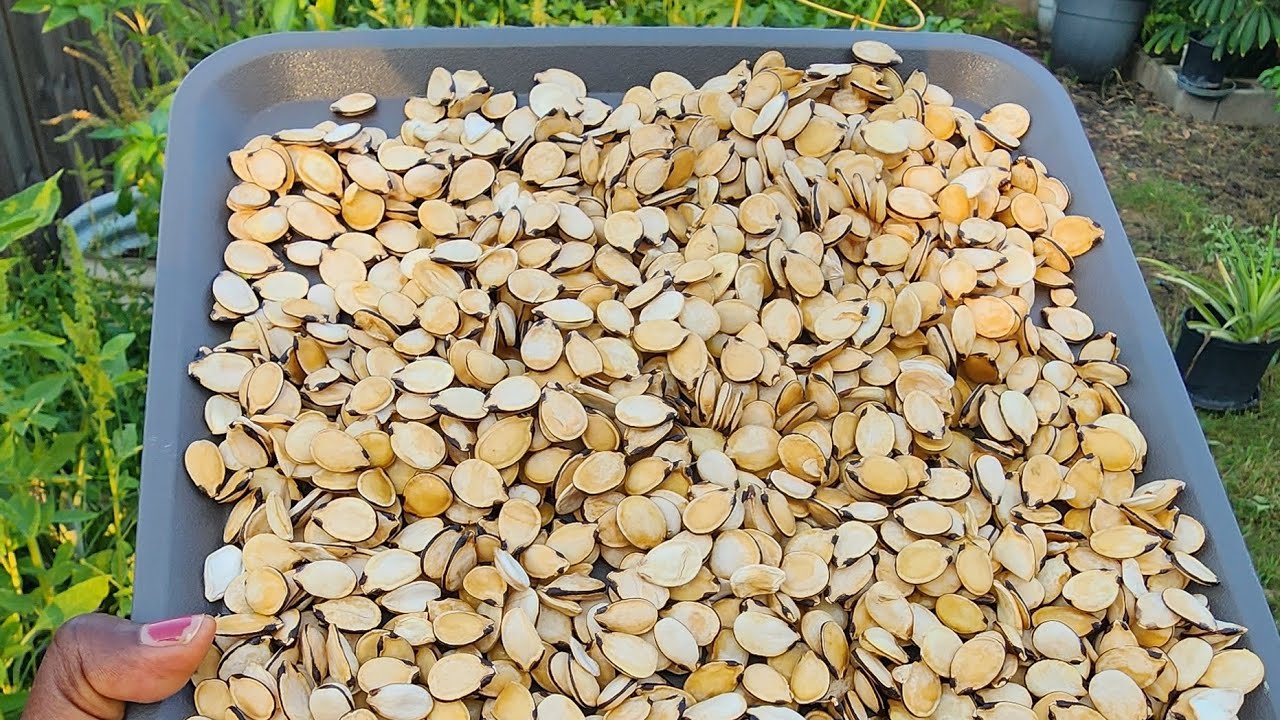 How to Extract Egusi Seeds from an Egusi Melon | Step-by-Step Guide