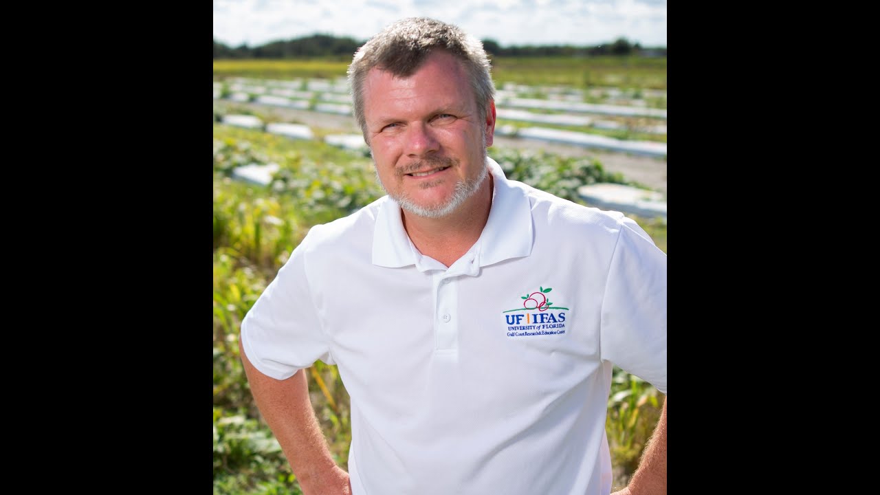 Identifying and managing downy mildew on common cucurbit species