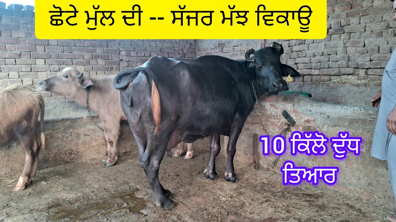 ਛੋਟੇ ਮੁੱਲ ਦੀ ਮੱਝ ਵਿਕਾਊ  , 10 ਕਿੱਲੋ ਦੁੱਧ ਤਿਆਰ   73550-18792  one murah buffalo sale low price .