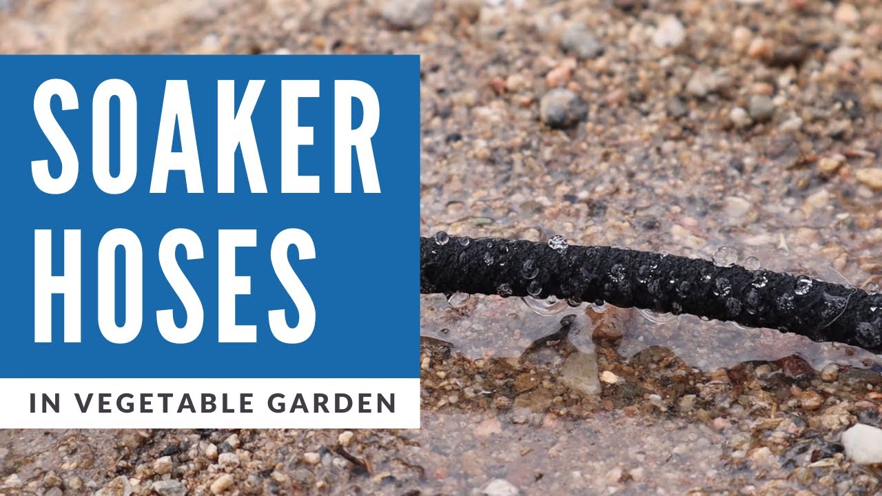 How to Install Soaker Hoses on Drip Irrigation in Vegetable Garden