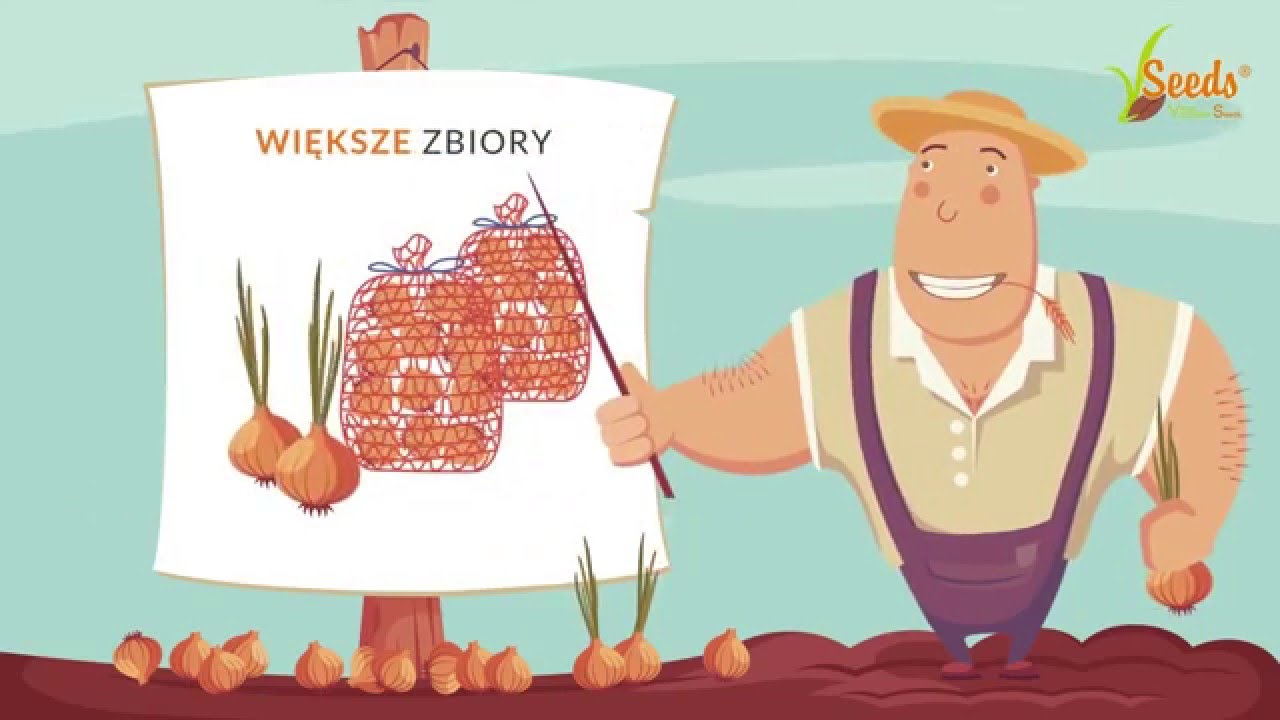 Cebula Dymka I dymka.pl