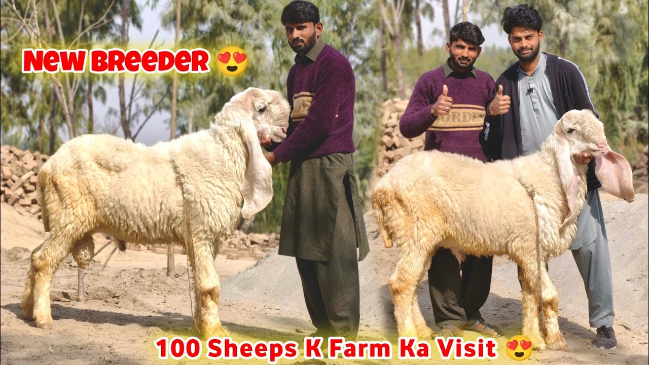 100+ Kajli Sheeps Farm ka Visit 😍 | Sheep Farming Vlog 