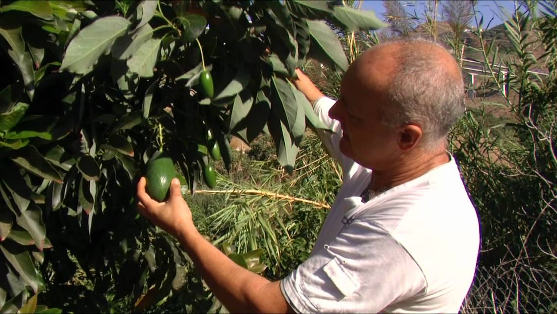 Finca El Pinero Almuñécar (Reportaje completo)