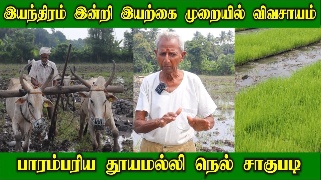 20வருடமாக இயற்கை முறையில் பாரம்பரிய நெல் சாகுபடி |தூயமல்லி நெல் சாகுபடி | Organic Paddy cultivation