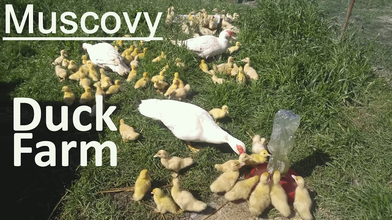 Muskovy Duck Farm 🐣👐👐