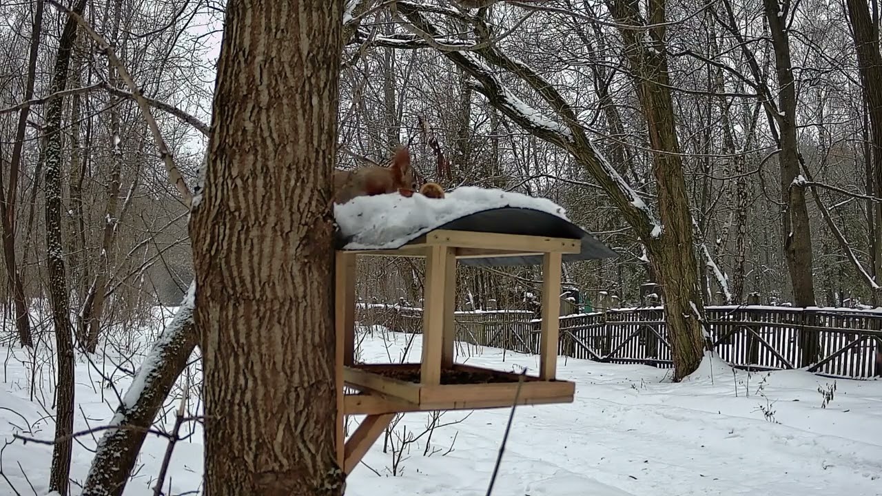 Morning at the Bird Feeder, Chernihiv, Ukraine, 23.02.2026