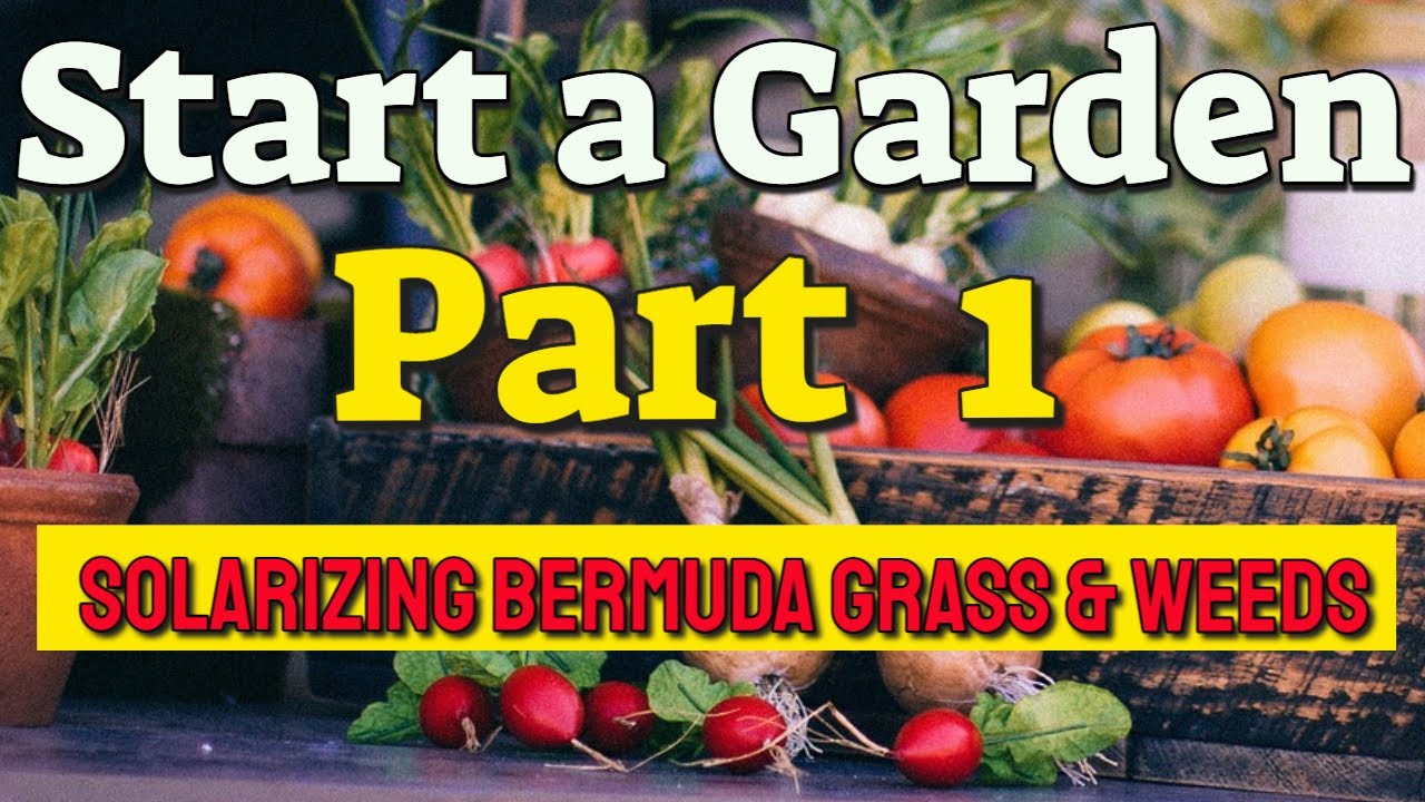 Start a New Garden - Part 1 - Solarizing the Bermuda Grass