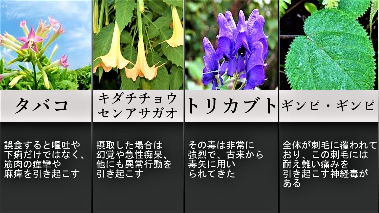 美しい花には毒がある！？危険な植物20選