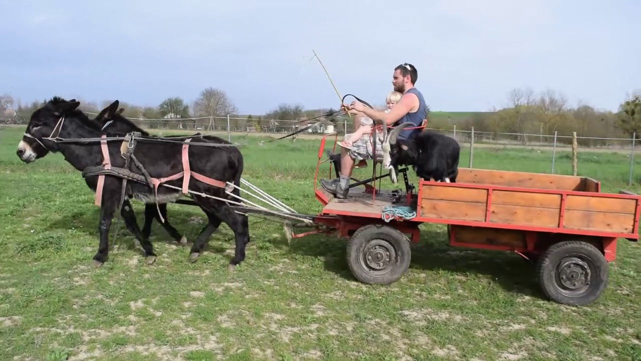 Donkey cart 1