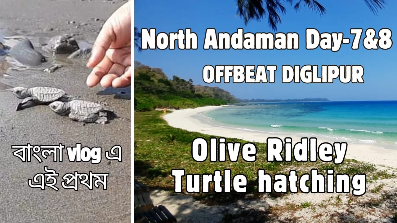 North Andaman Tour | Diglipur | Kalipur & Lamiya Bay Beach  | Turtle Nesting | Ross & Smith Islands