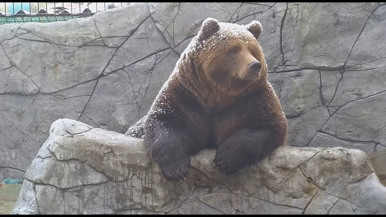 Пончик в сахарной пудре🍩🐻❄️😊 Donut with powdered sugar 🍩🐻❄️😊