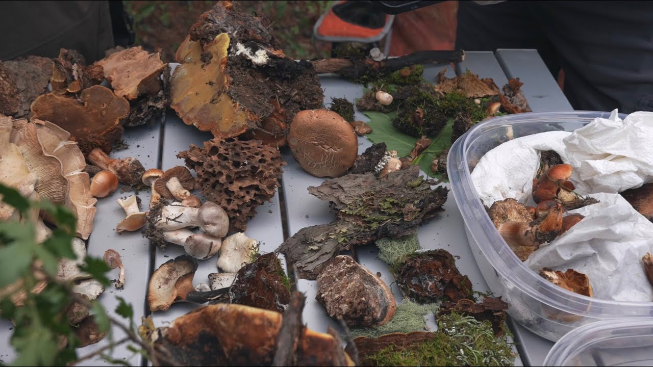 ASMR Mushroom Foraging in Telluride 🍄 Soft Spoken/Whispered Vlog