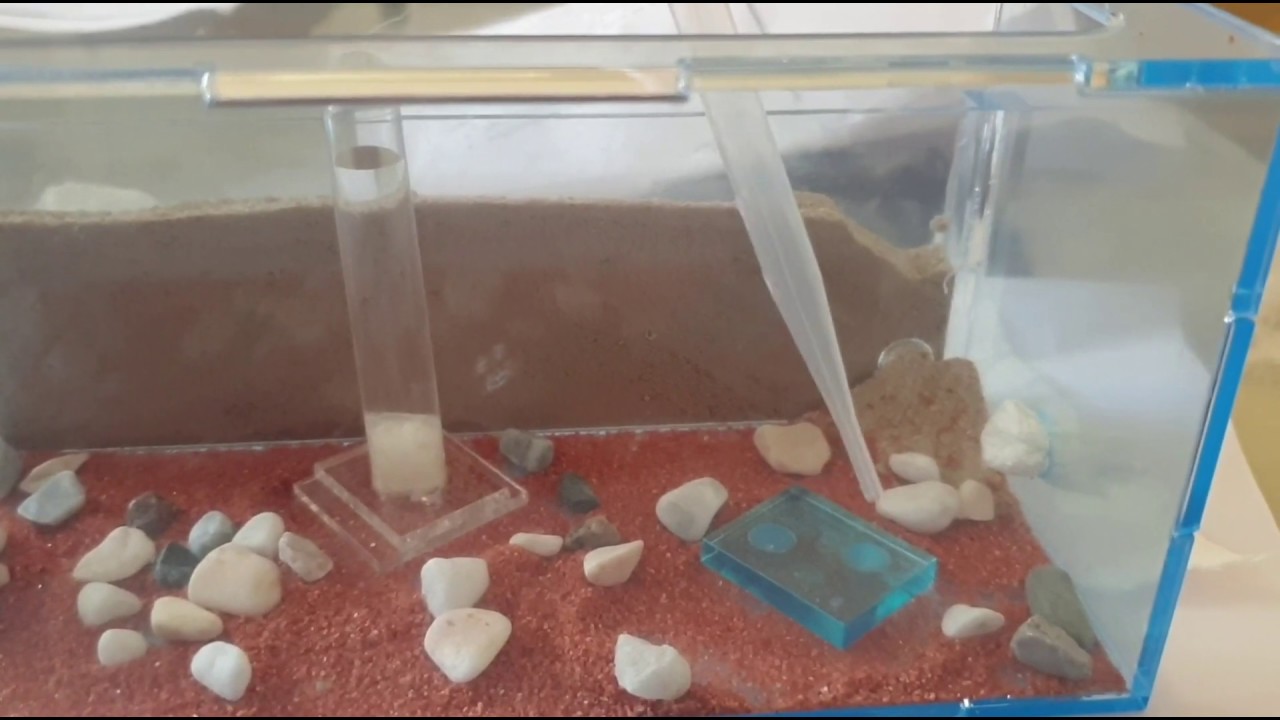 Karınca Koloni ' miz ve Formicarium Sonunda Geldi / Paket açılımı / Part 2