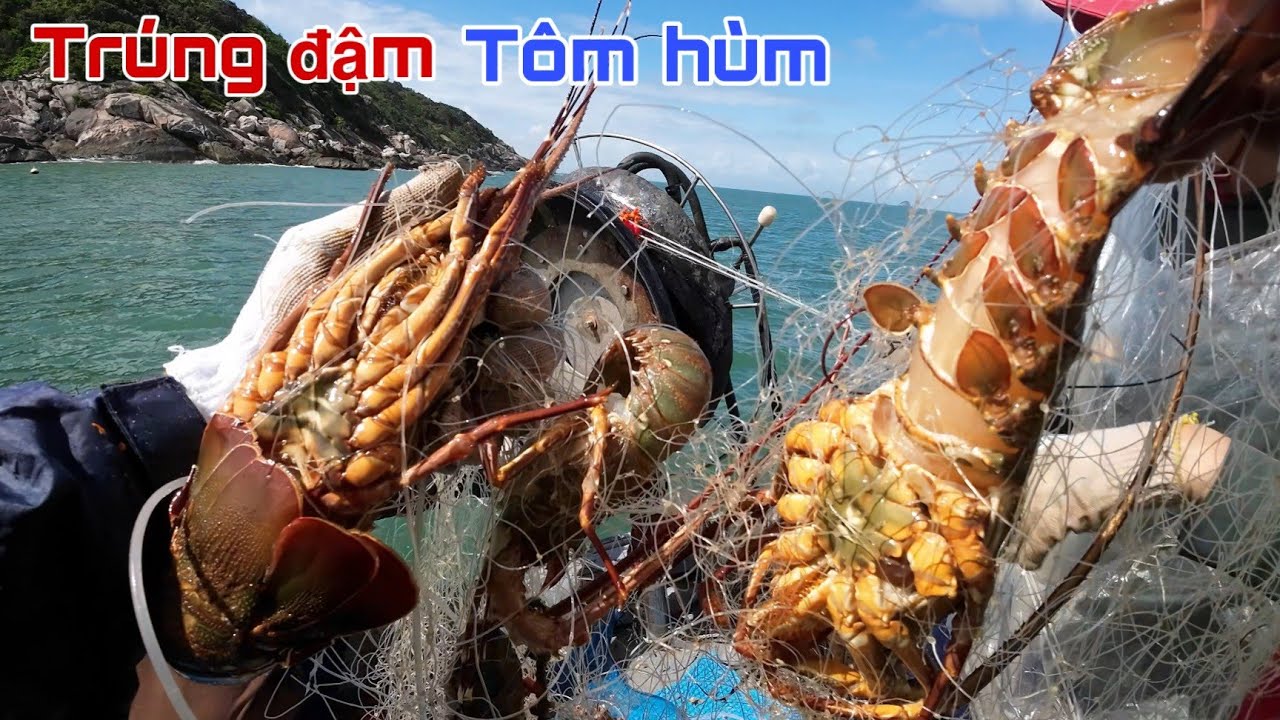 Lụm tôm đầu mùa - nghề đánh lưới tôm hùm