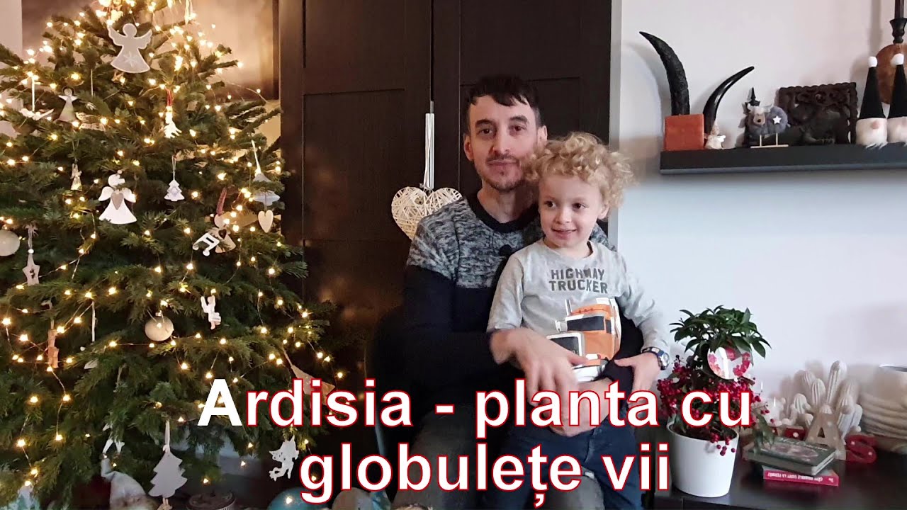 Ardisia - planta cu globulete vii