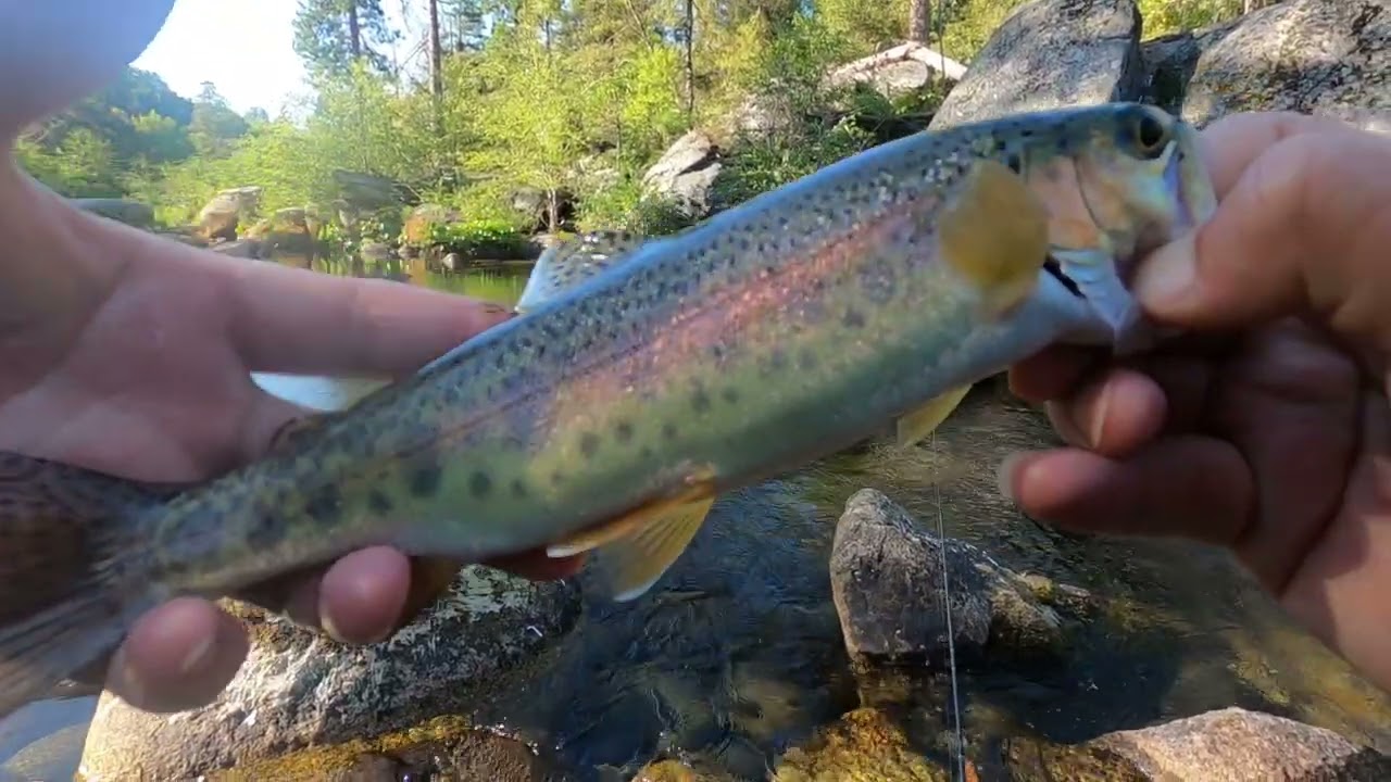 Dinky creek trout fishing / camping! 