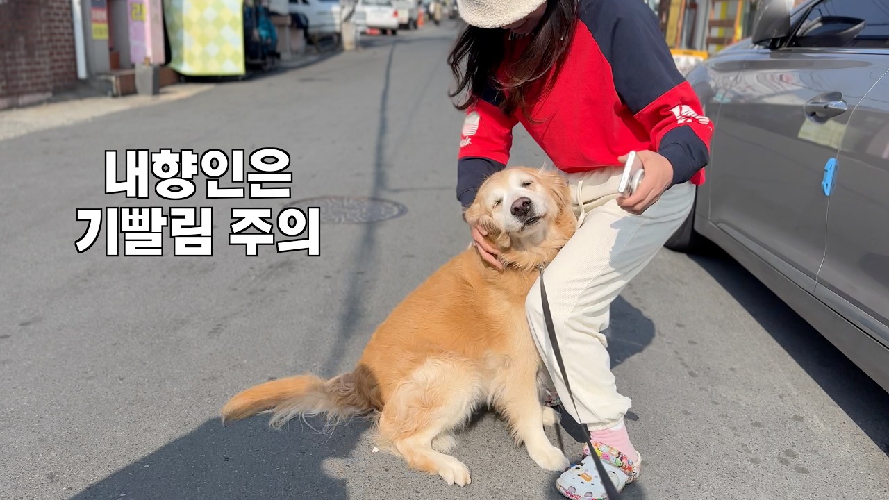 내향인들은 도망쳐야되는 극 외향형 리트리버와 인간들의 만남