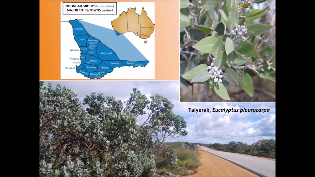 A study of long-term WA biodiversity conservation by Noongar Elder Carol Pettersen & Alison Lullfitz