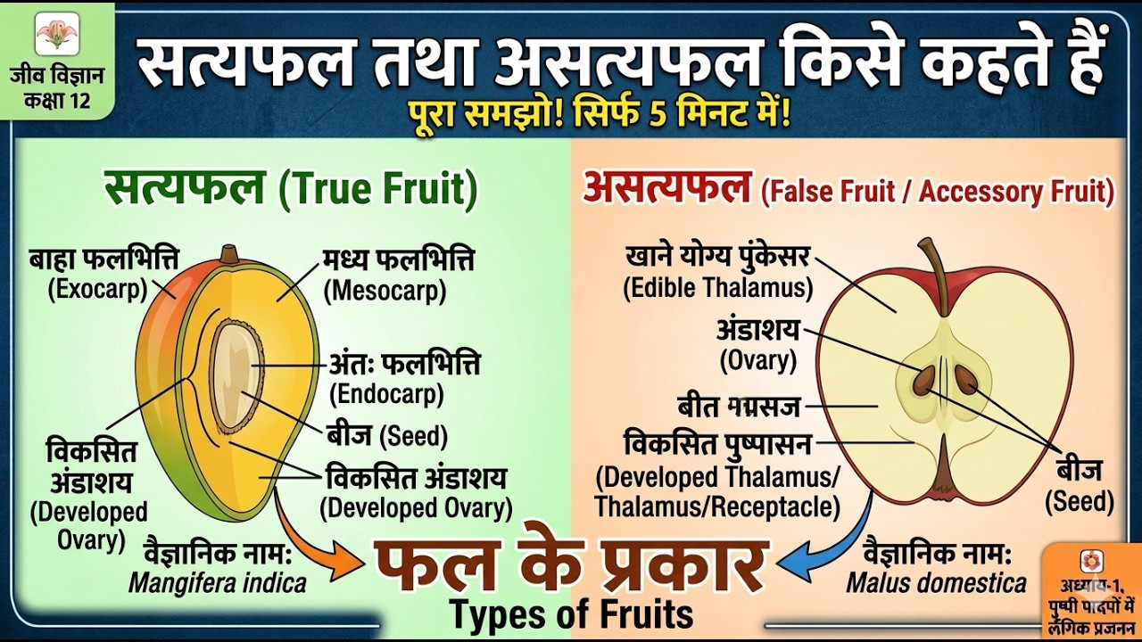 सत्य फल और असत्य फल में अंतर | True and False Fruits | Class 12 Biology Ch-1