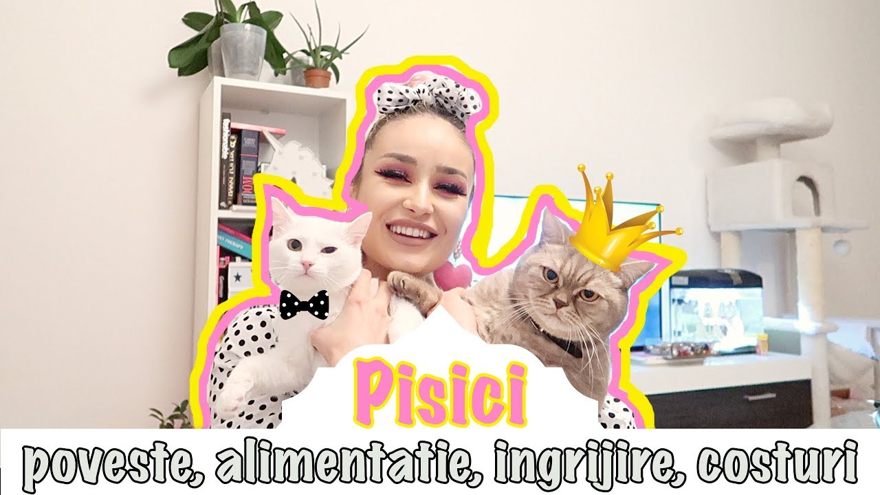 PISICI | DESPRE PATRUPEDELE DIN DOTARE | costuri, alimentatie, ingrijire, povestea lor