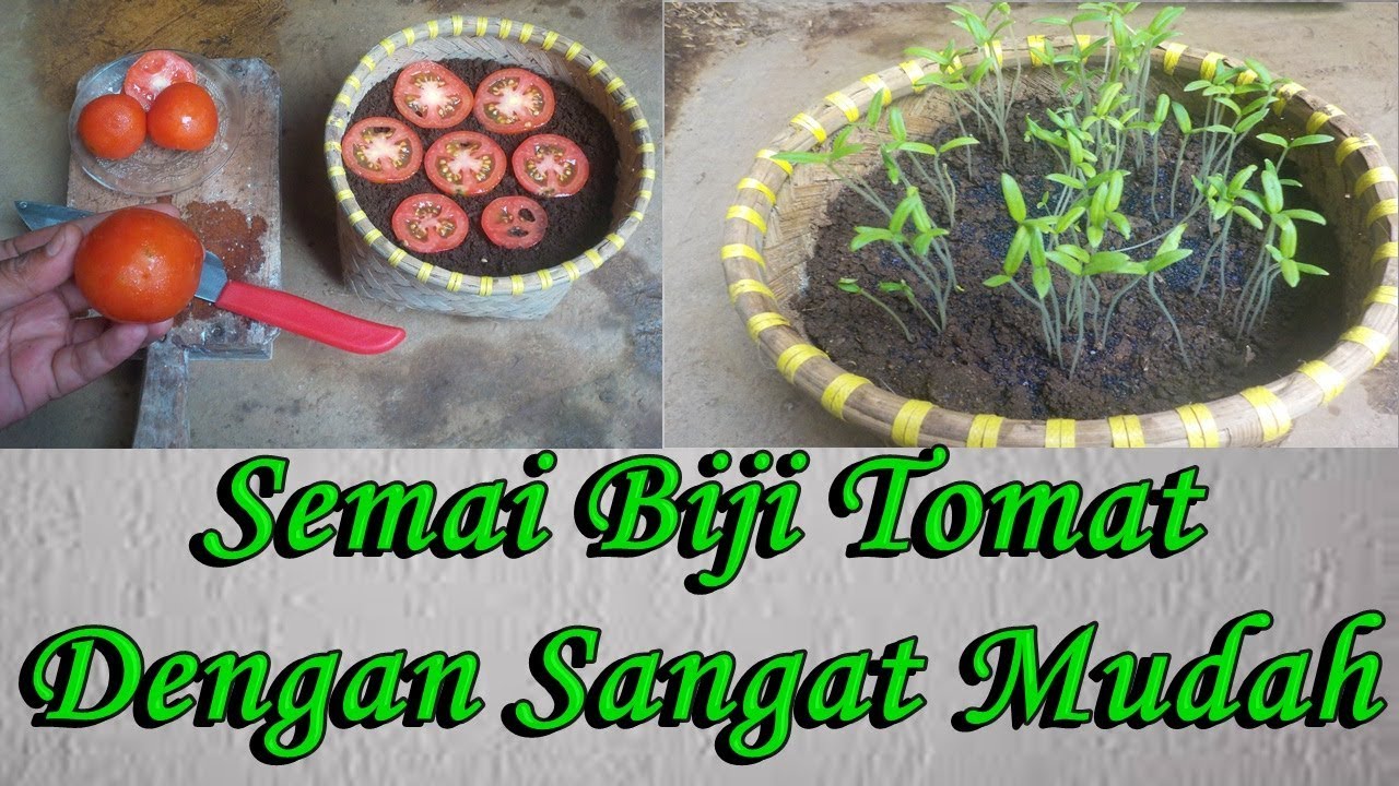 cara menanam tomat dari biji nya agar cepat besar dan berbuah lebat