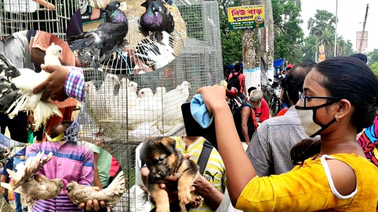 Mahishadal Pigeon Fair | মহিষাদল পাখির মেলা | By Bengal Pigeon..