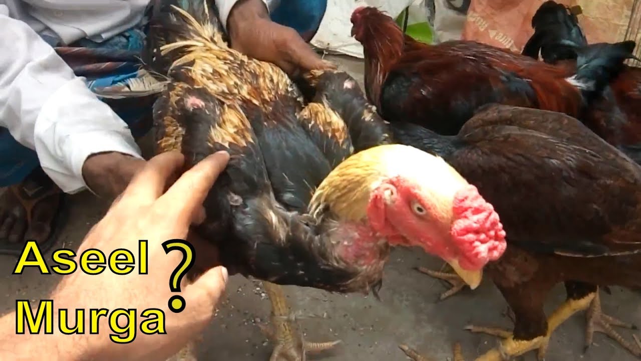 Tongi bazar biggest aseel  murga and pet animals market in gazipur dhaka BangladeshAseel murga