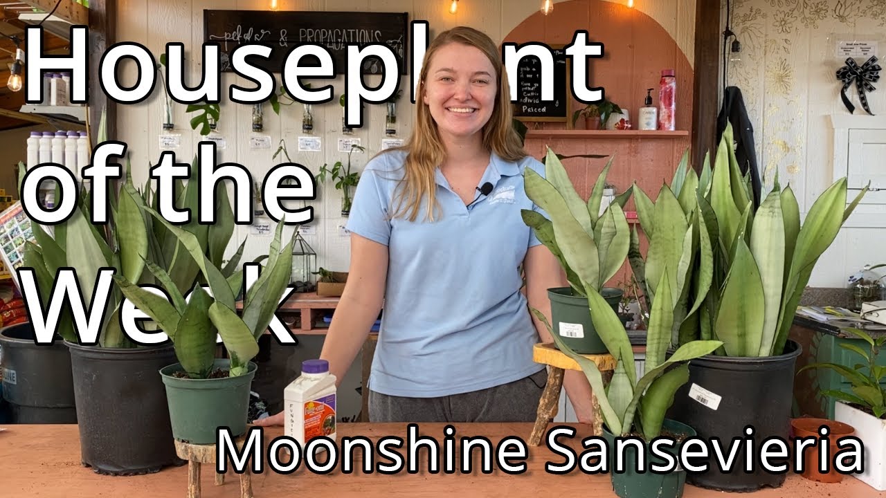 Moonshine Sansevieria - Houseplant of the Week