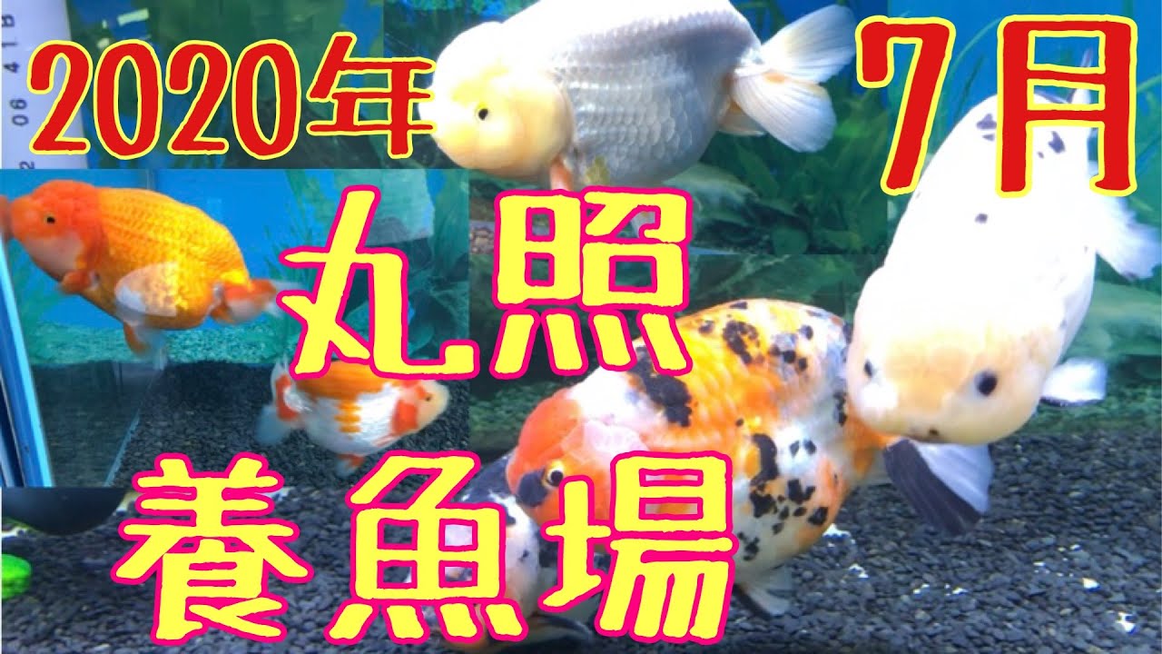 丸照養魚場【弥富の金魚屋】2020年7月