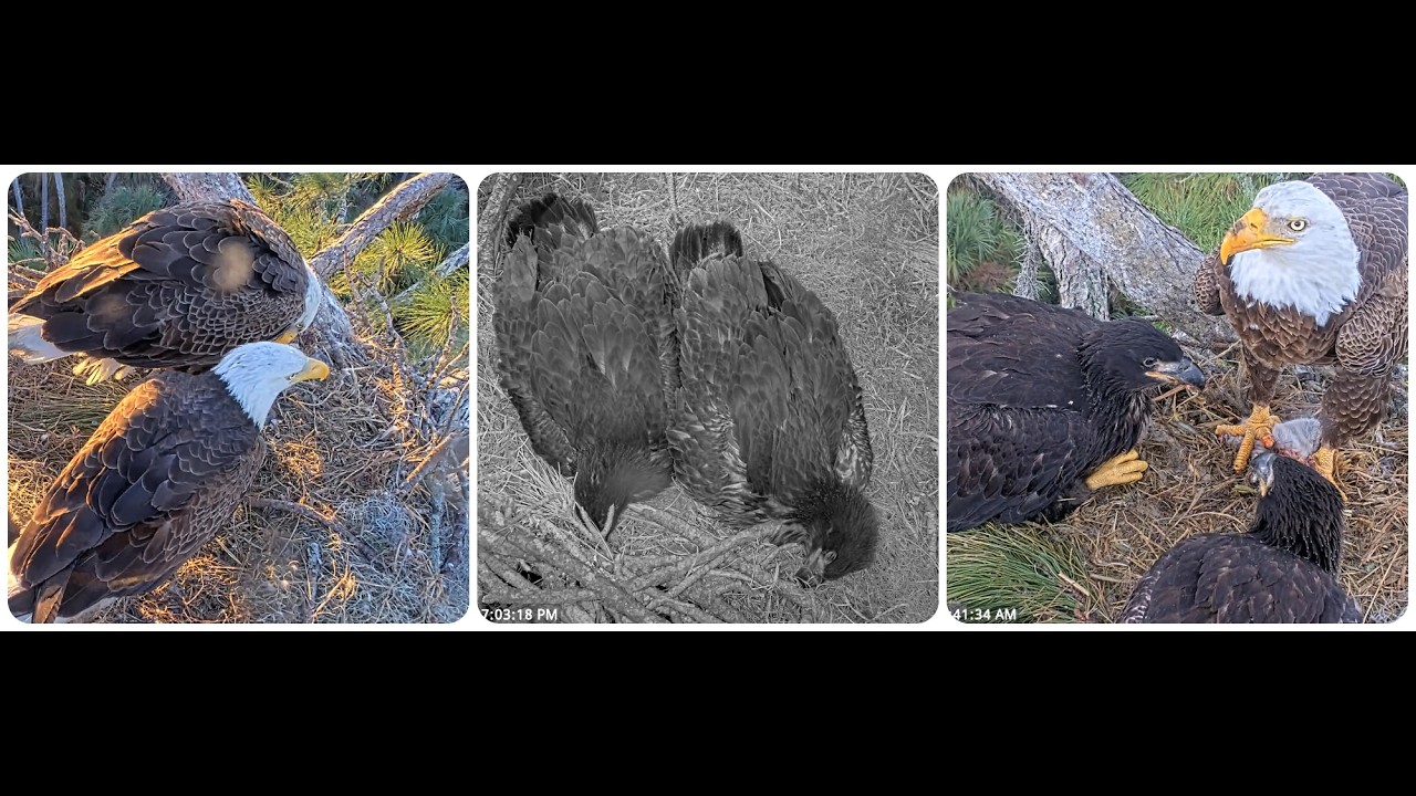 Gabby and Beau's happy family 22.02.2026 American Eagle Foundation NEFL Cam 2 - Live Bald Eagle Cam