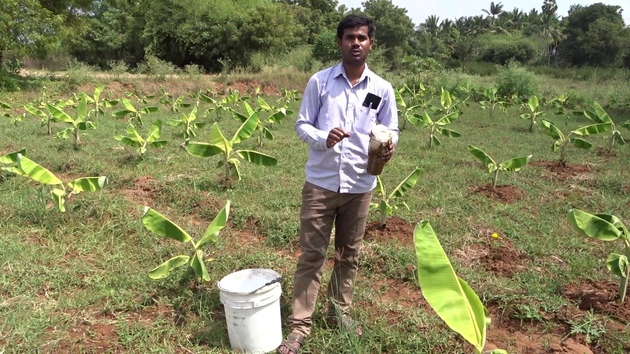 Banana Sucker selection and sucker treatment techniques - KVK Karur
