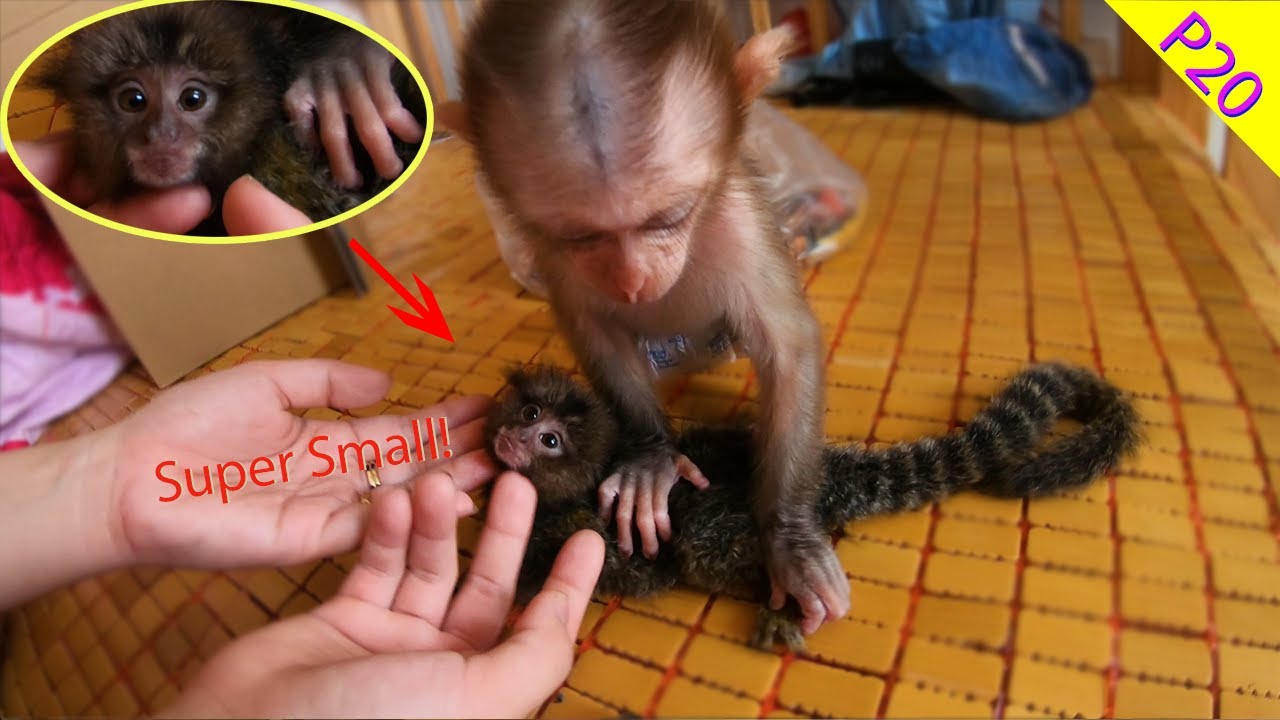 😍🙈Monkey Baby Bop grooming for Super Small Monkey Marmoset Monkey Ti P20