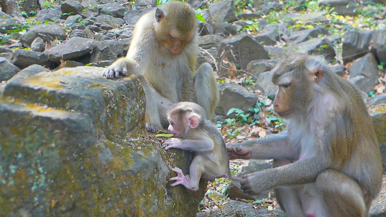 Libby watches Levy learn to climb the stone with great patience and care for her beloved child