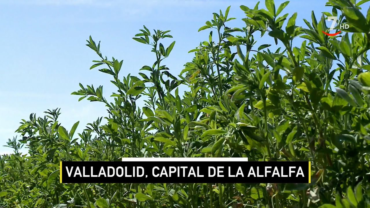 El campo al día (06/02/2024): La alfalfa, un cultivo seguro para el agricultor