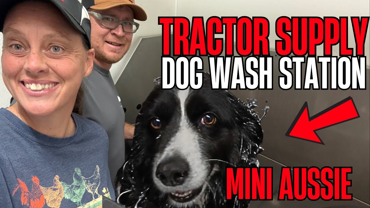 Мы протестировали мойку для собак Tractor Supply за 9,99 долларов &mdash; стоит ли оно того?