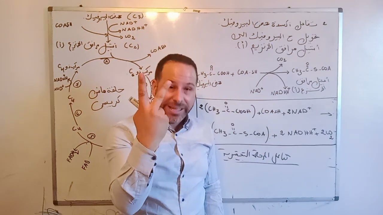 اليات تحويل الطاقة الكيميائية الكامنة الى طاقة قابلة الاستعمال( التنفس) حلقة كريبس