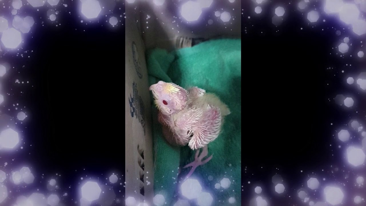 Babies cockatiels - Richard's Birds