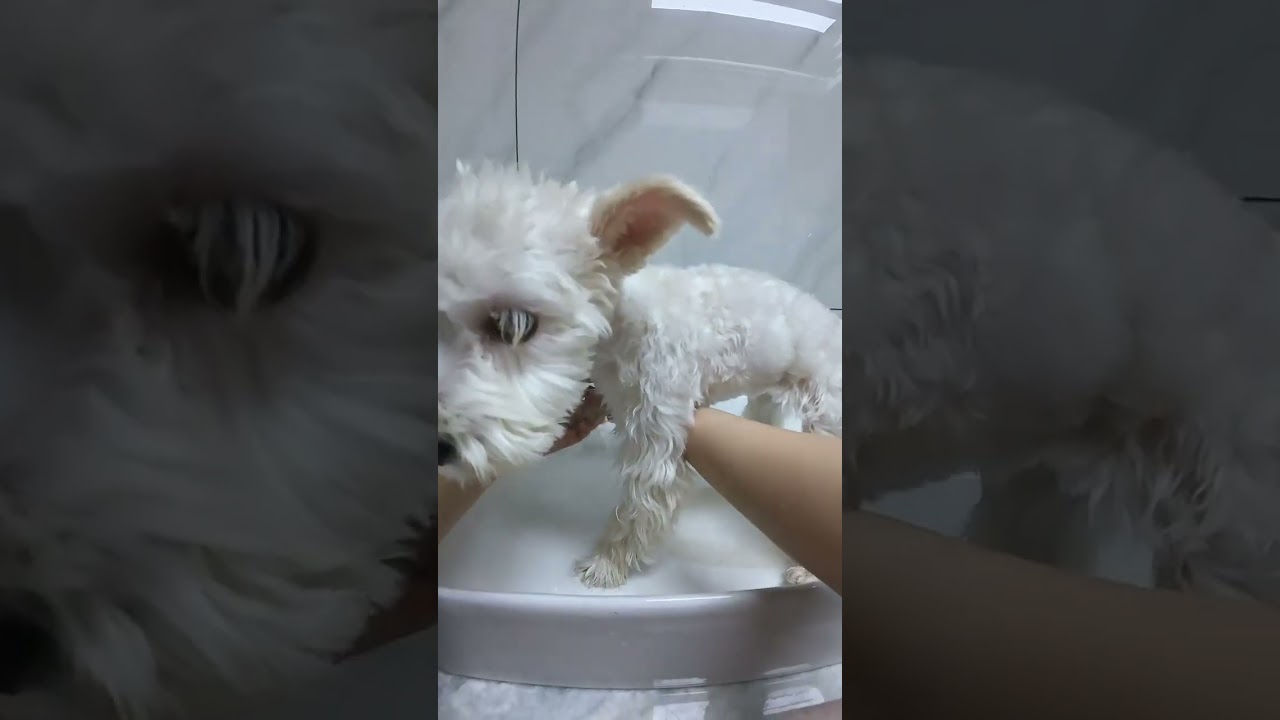 vlog worker keeps a dog Four years old Puppies also need a sense of ceremony #Schnauzer#Do