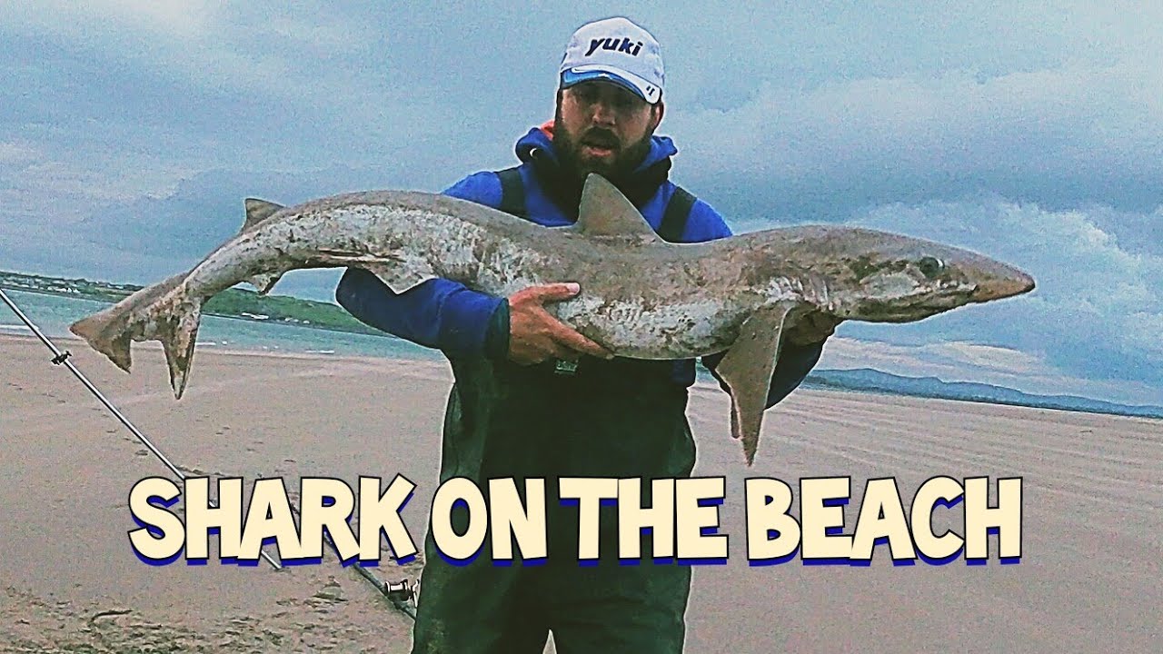 Specimen Tope from the shore on Mackerel