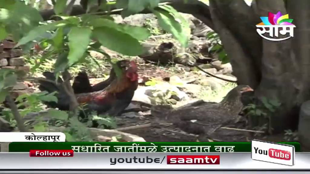 Poultry farming
