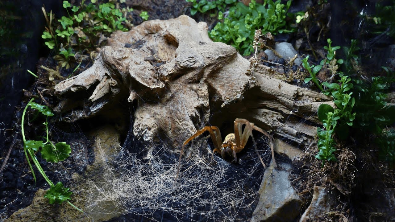 Bioactive Terrarium for my House Spider