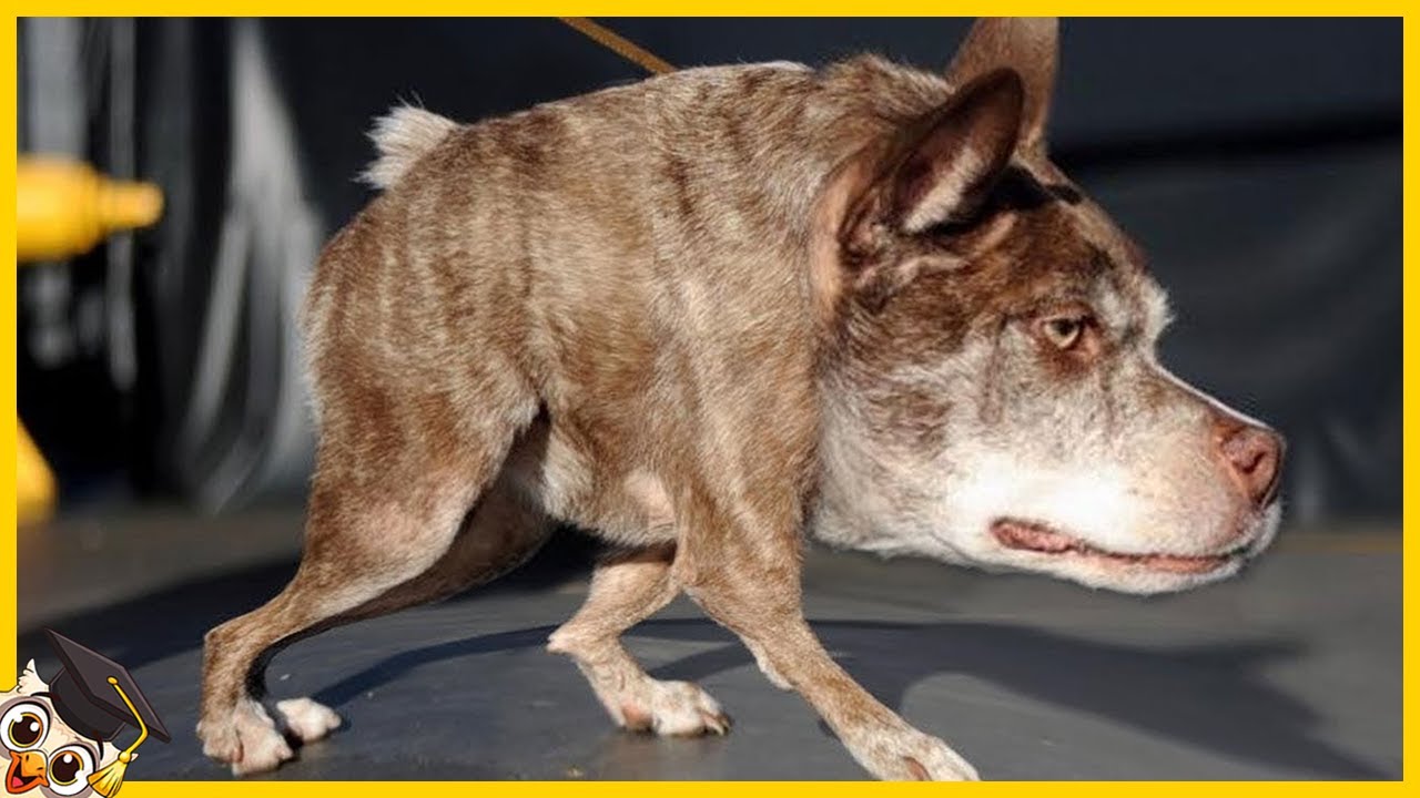 10 Ps&oacute;w kt&oacute;re rodzą się raz na tysiąc lat