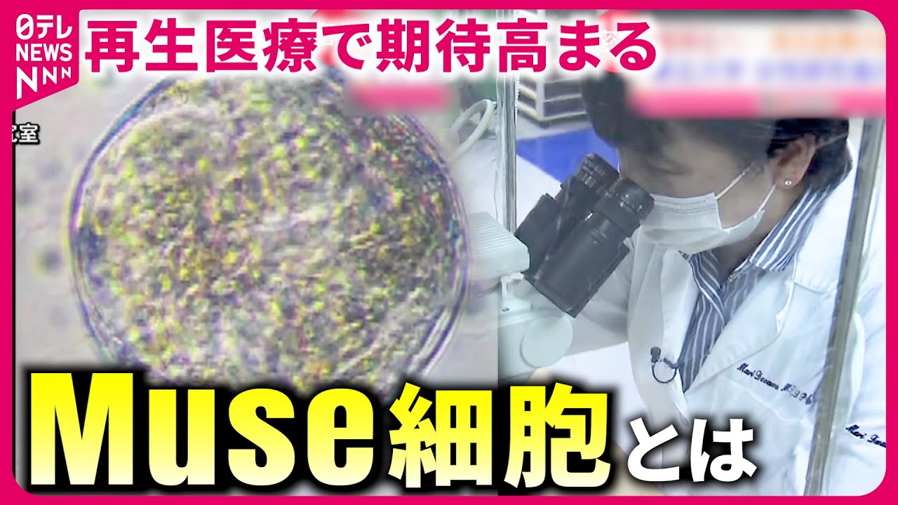 【最新研究】ケガや病気を治す!? 再生医療で注目の&rdquo;Muse細胞&rdquo; 研究者の思い　宮城　NNNセレクション
