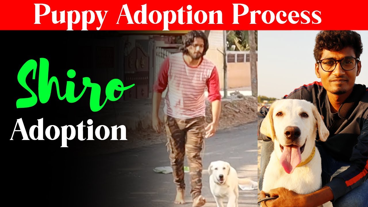 Adopting 6 Month Labrador Puppy - Adoption Process Vlog