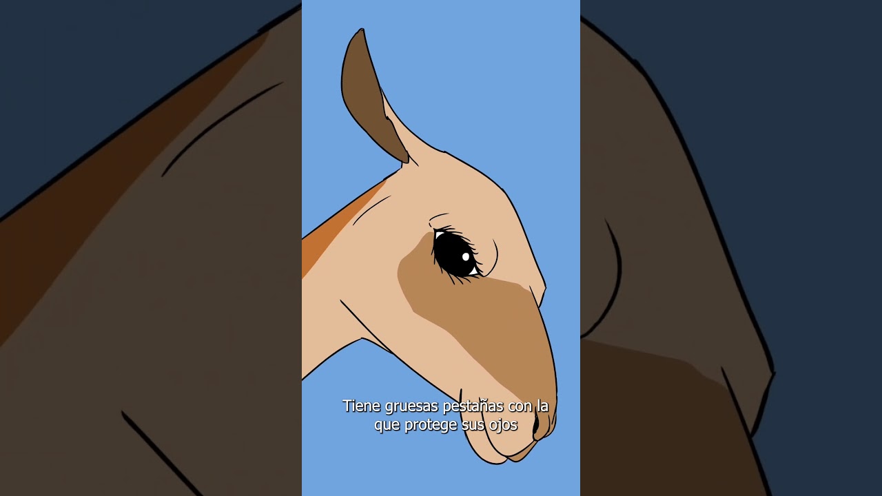 Guanacos, escupidores profesionales  #animales #sabiasque #animacion