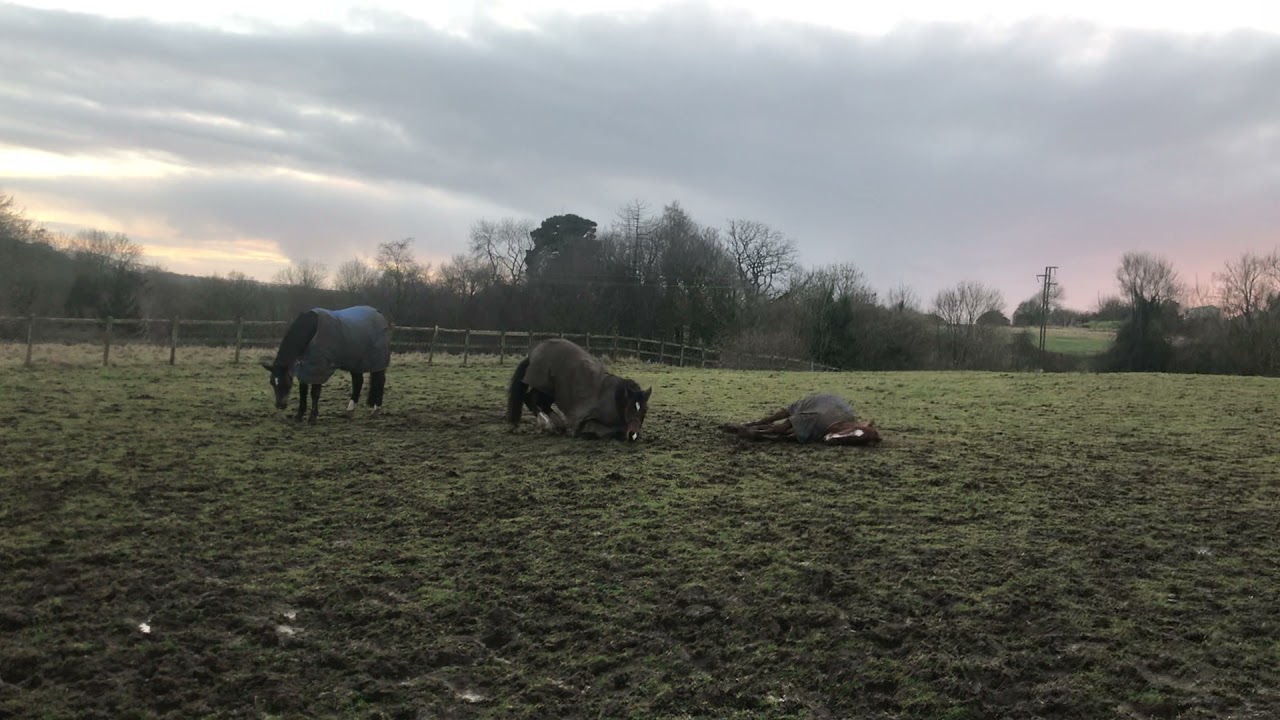 Horses Rolling On The Grass