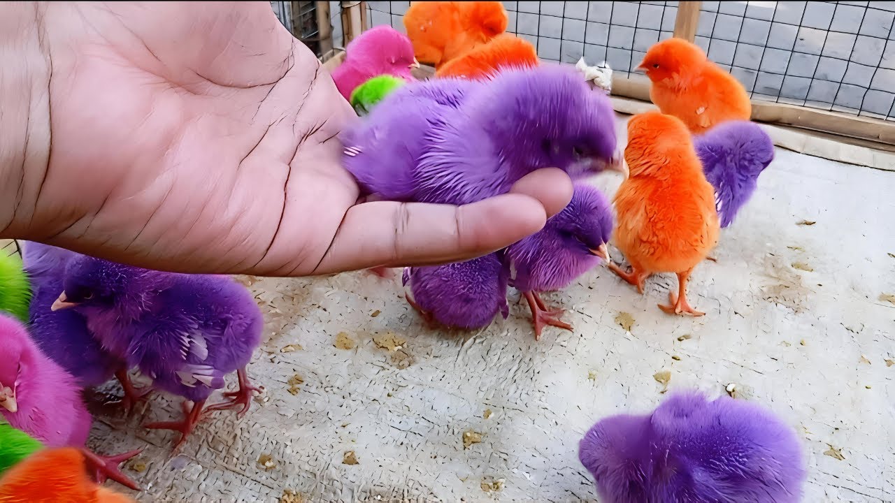 Ayam Lucu Banget Video Paling Lucu | Kumpulan Ayam Imut Warna Warni Terbaru