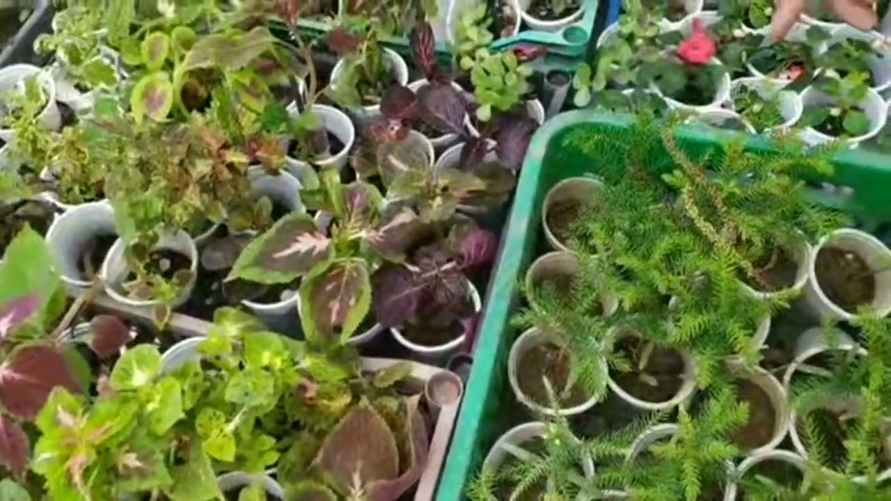الجولة لي نترقبلها كل عام ،معرض النباتات والزهور 🌺🥀🌼 بالبليدة ،جولتي كانت خفيفة وماشريت والو 🥴